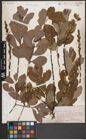Foto von Salix cinerea L.